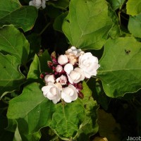 Clerodendrum chinense (Osbeck) Mabb.
